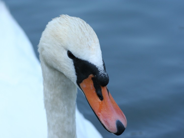 Wallpapers Animals Birds - Swans cygne