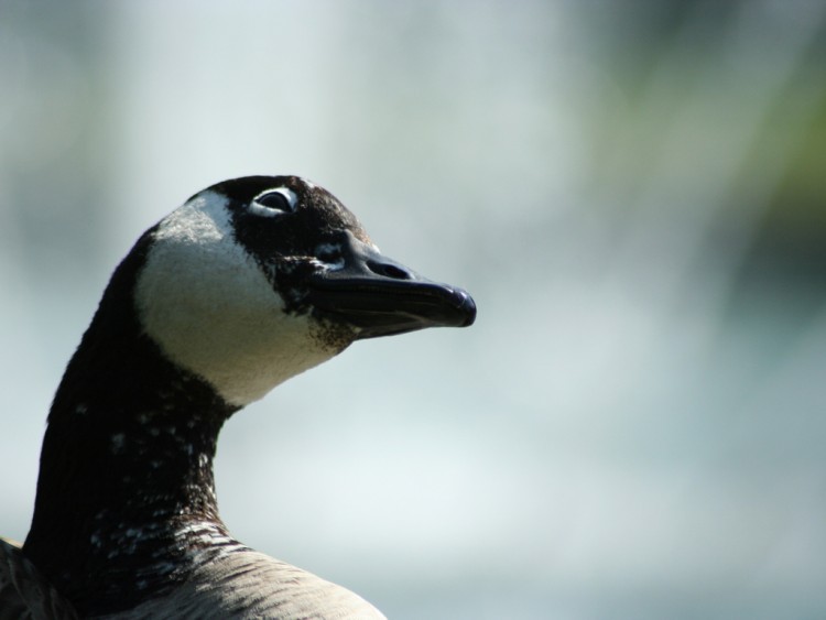 Fonds d'cran Animaux Oiseaux - Canards portrait de canard