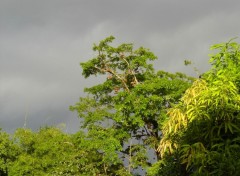 Wallpapers Nature Avant l'orage...