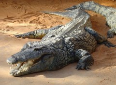 Fonds d'cran Animaux Crocodile