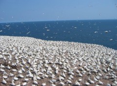 Fonds d'cran Animaux il y a foule