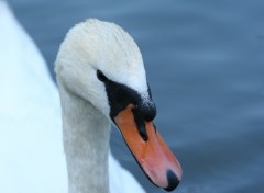 Wallpapers Animals cygne