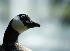 Wallpapers Animals portrait de canard