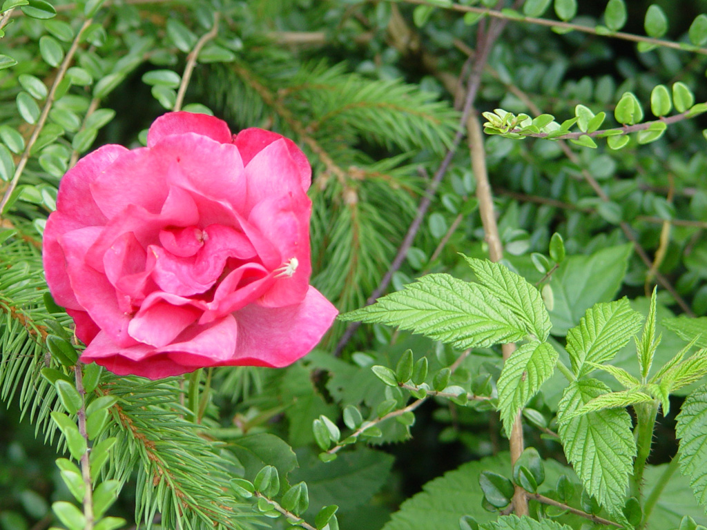 Fonds d'cran Nature Fleurs 