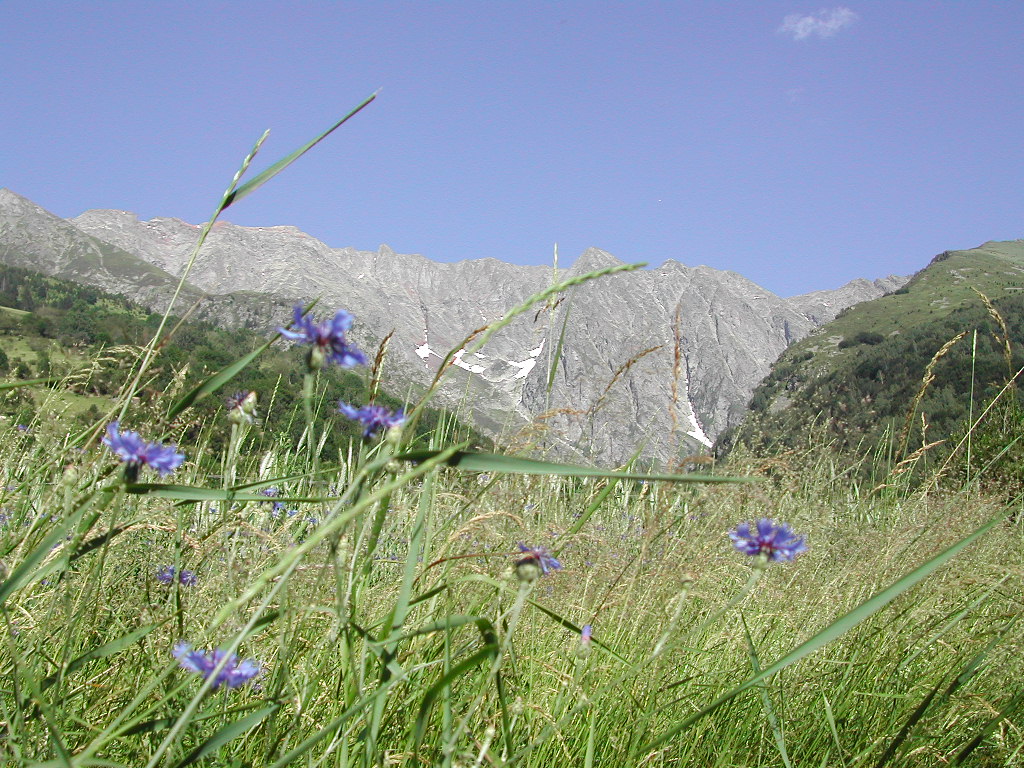 Fonds d'cran Nature Montagnes Fleurs et montagnes.