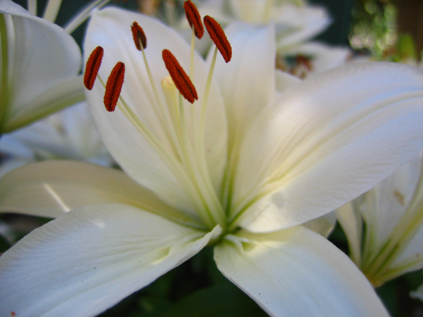 Fonds d'cran Nature Fleurs fleur