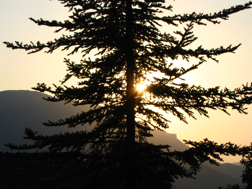 Fonds d'cran Nature Arbres - Forts arbre