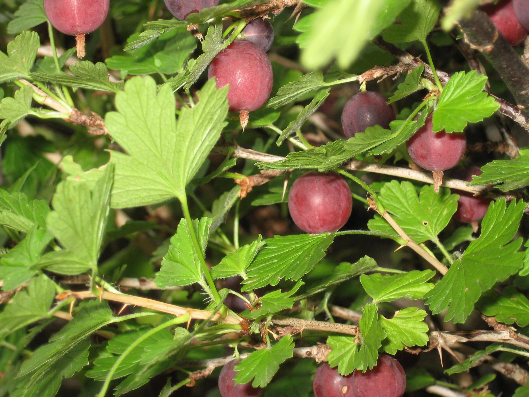 Wallpapers Nature Fruits Maquereaux noirs