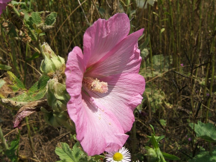 Fonds d'cran Nature Fleurs Fleur.