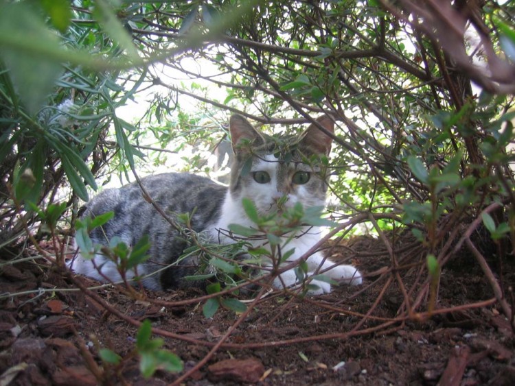 Fonds d'cran Animaux Chats - Chatons Nina