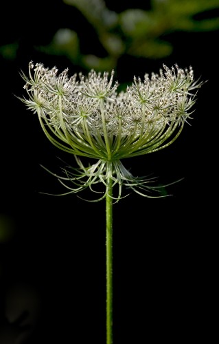 Wallpapers Nature Flowers Fleurs de carottes sauvage