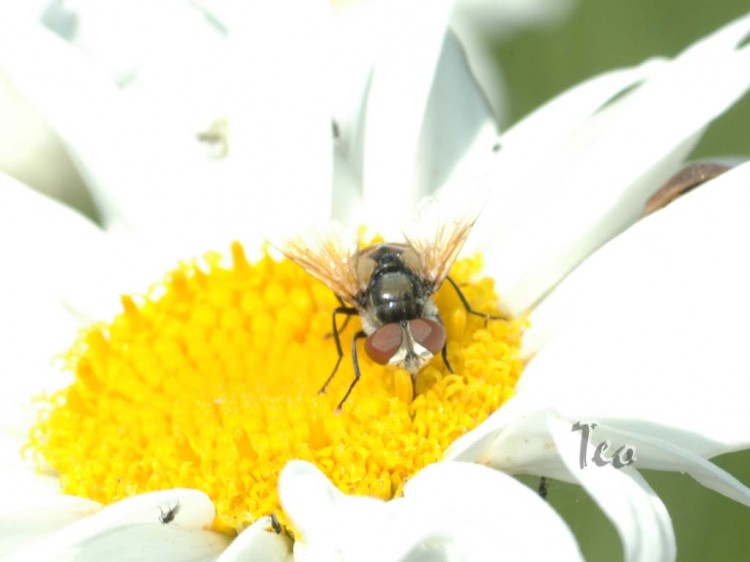 Fonds d'cran Animaux Insectes - Mouches Mouche