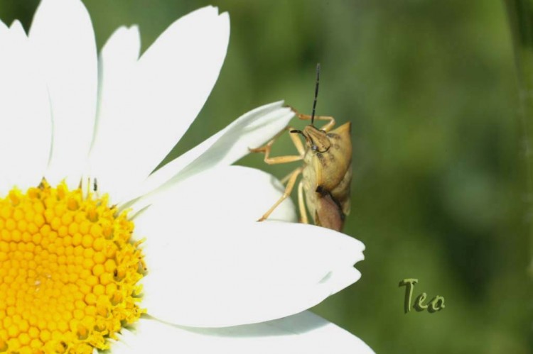 Fonds d'cran Animaux Insectes - Punaises Punaise