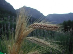 Fonds d'cran Nature Epis de bl devant montagne.