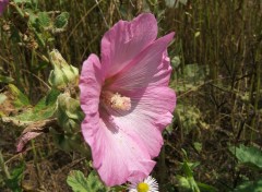 Fonds d'cran Nature Fleur.