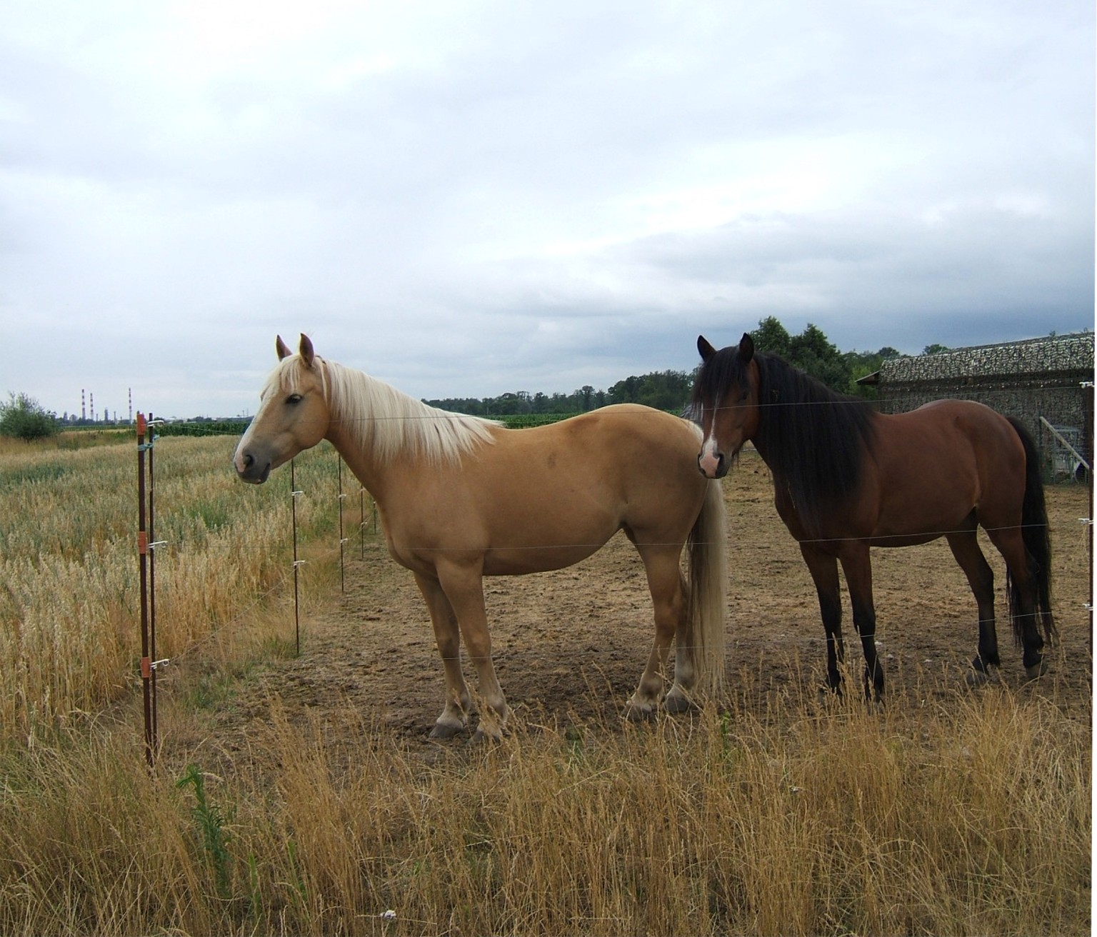 Fonds d'cran Animaux Chevaux Deux Chevaux