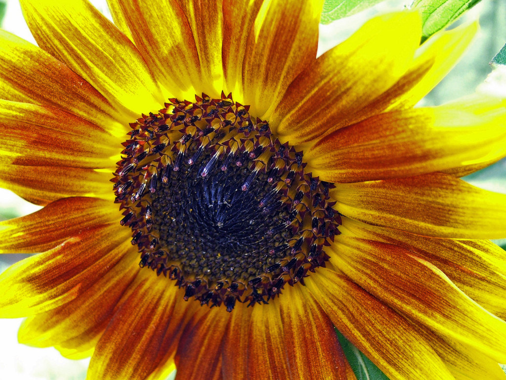 Fonds d'cran Nature Fleurs Canicule sous un Tournesol...