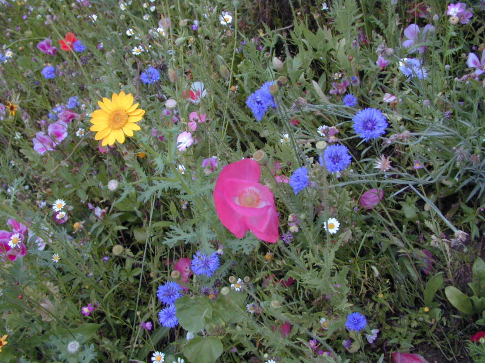 Fonds d'cran Nature Fleurs Petites fleurs