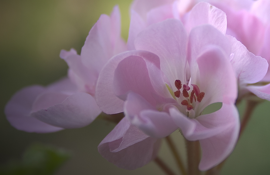 Wallpapers Nature Flowers Pelargonium