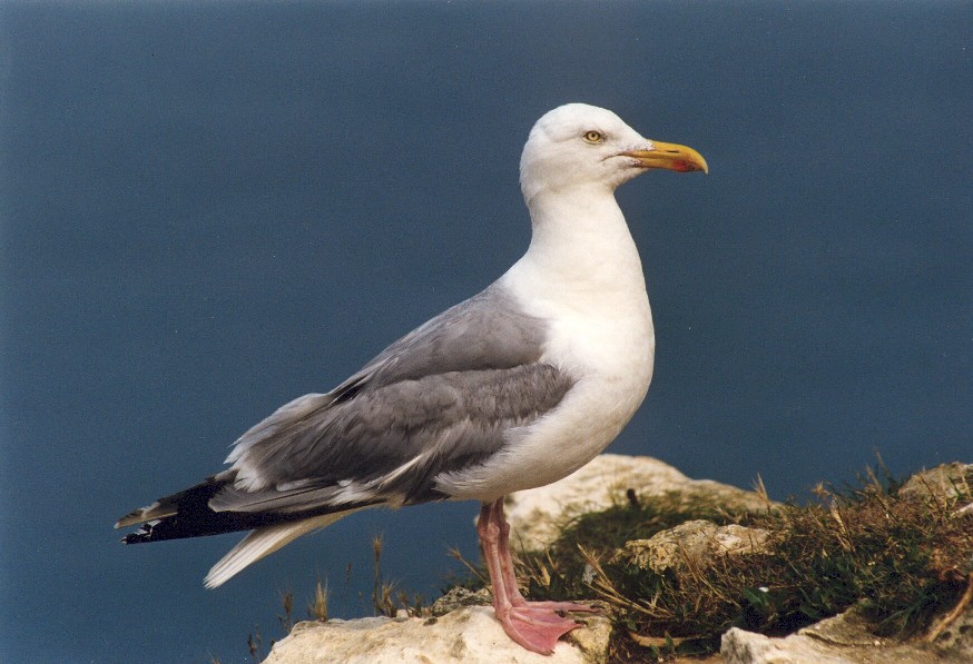 Fonds d'cran Animaux Oiseaux - Canards Goland