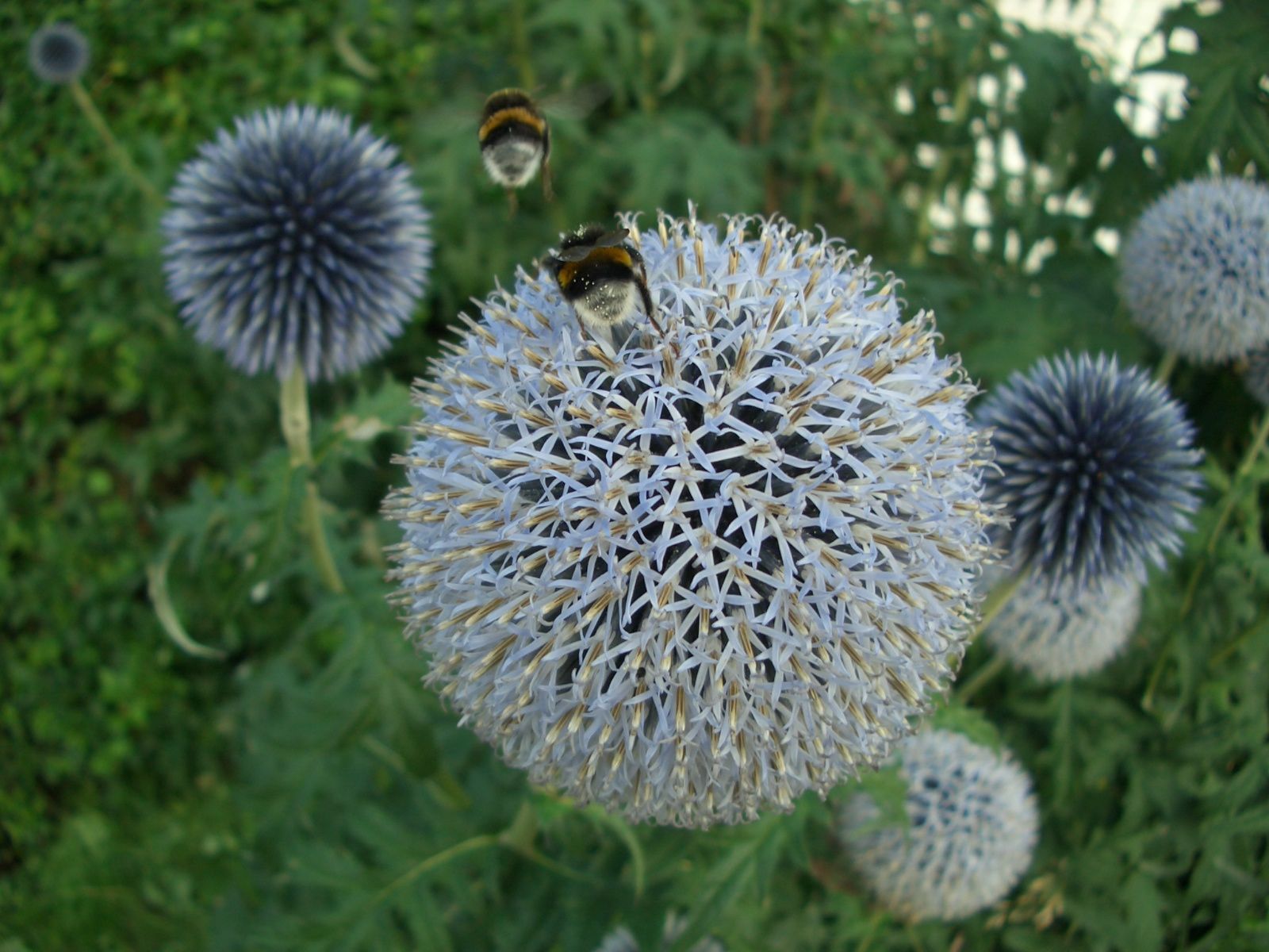 Fonds d'cran Animaux Insectes - Abeilles Gupes ... Bourdons