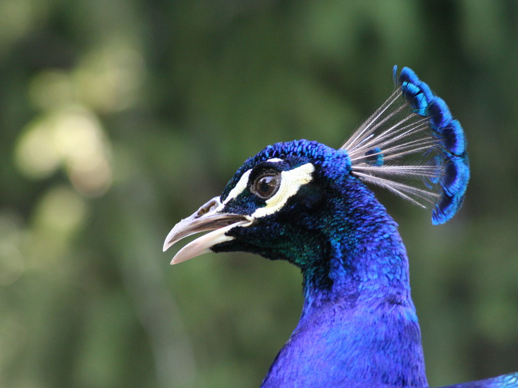 Fonds d'cran Animaux Oiseaux - Paons portrait de paon