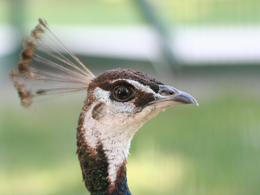 Wallpapers Animals Birds - Peacocks 