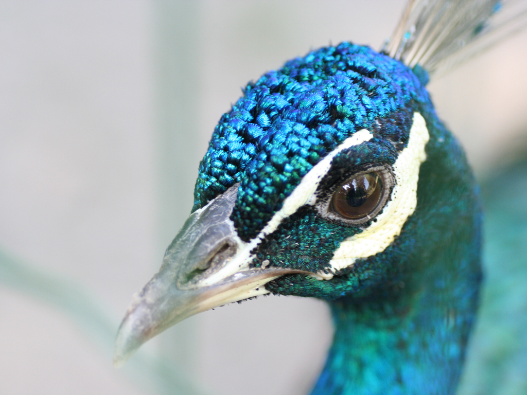 Wallpapers Animals Birds - Peacocks portrait de paon