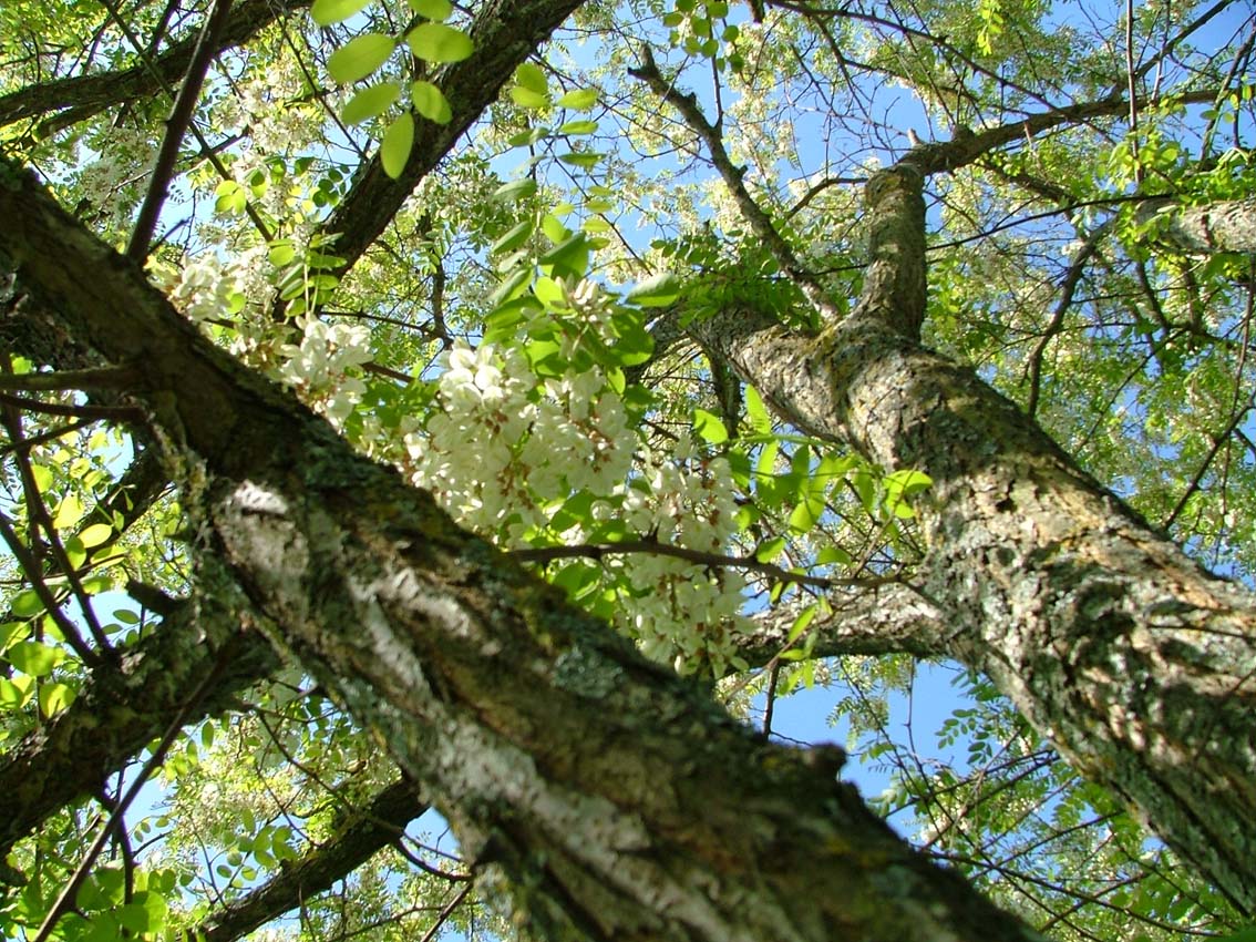 Fonds d'cran Nature Arbres - Forts Acacia