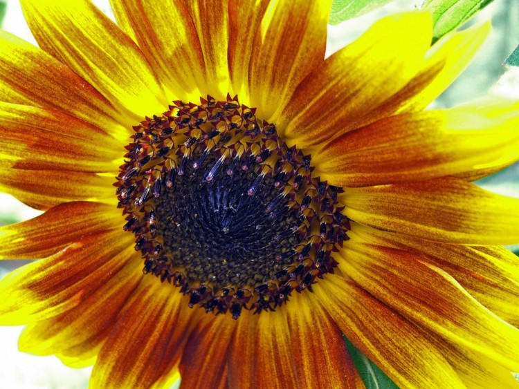 Wallpapers Nature Flowers Canicule sous un Tournesol...