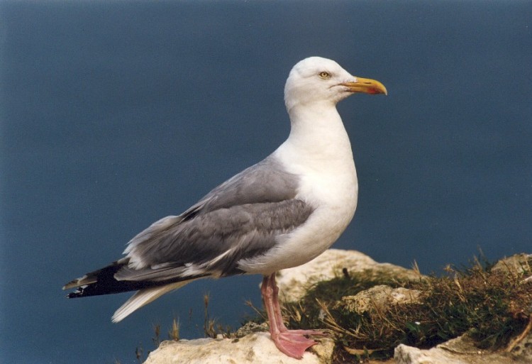 Fonds d'cran Animaux Oiseaux - Canards Goland