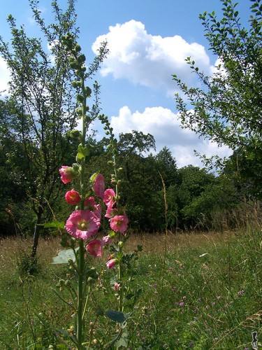 Wallpapers Nature Flowers Flore des Vosges