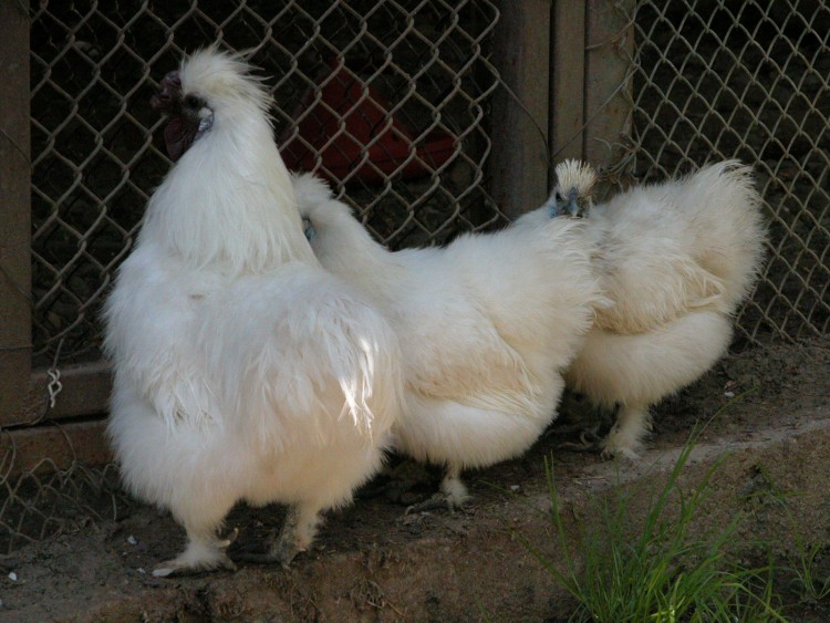 Fonds d'cran Animaux Oiseaux - Divers zoo en Baia Mare