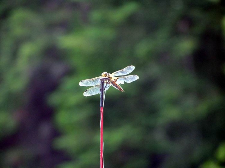 Fonds d'cran Animaux Insectes - Libellules libellule sur canne  pche