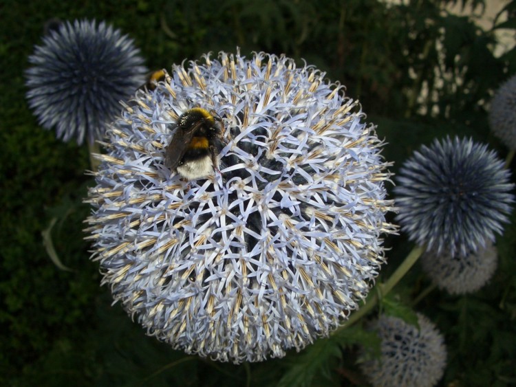 Fonds d'cran Animaux Insectes - Abeilles Gupes ... Bordons