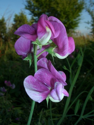 Fonds d'cran Nature Fleurs Une fleur sauvage pour TALOU.