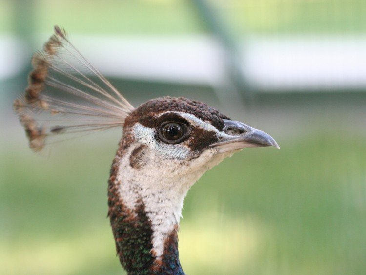 Wallpapers Animals Birds - Peacocks Wallpaper N106916