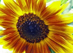 Fonds d'cran Nature Canicule sous un Tournesol...