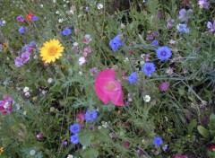 Fonds d'cran Nature Petites fleurs