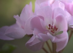 Fonds d'cran Nature Pelargonium