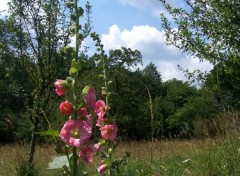 Wallpapers Nature Flore des Vosges