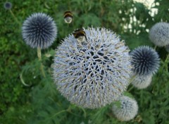 Fonds d'cran Animaux Bourdons