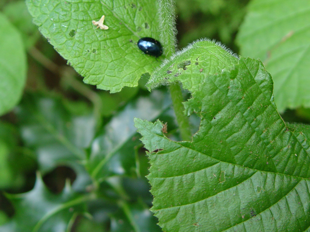 Fonds d'cran Animaux Insectes - Divers 