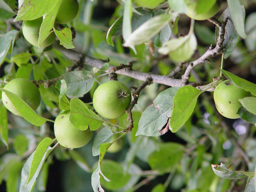 Fonds d'cran Nature Fruits 