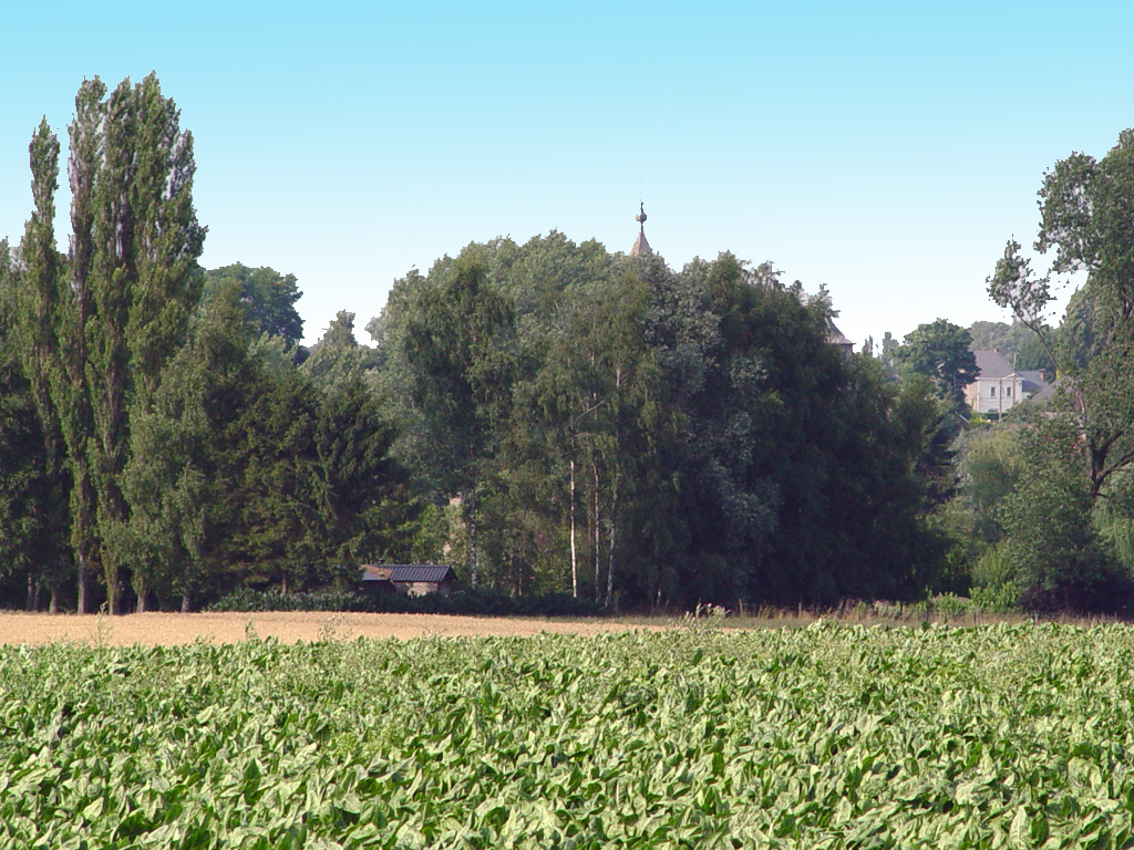 Fonds d'cran Nature Arbres - Forts 