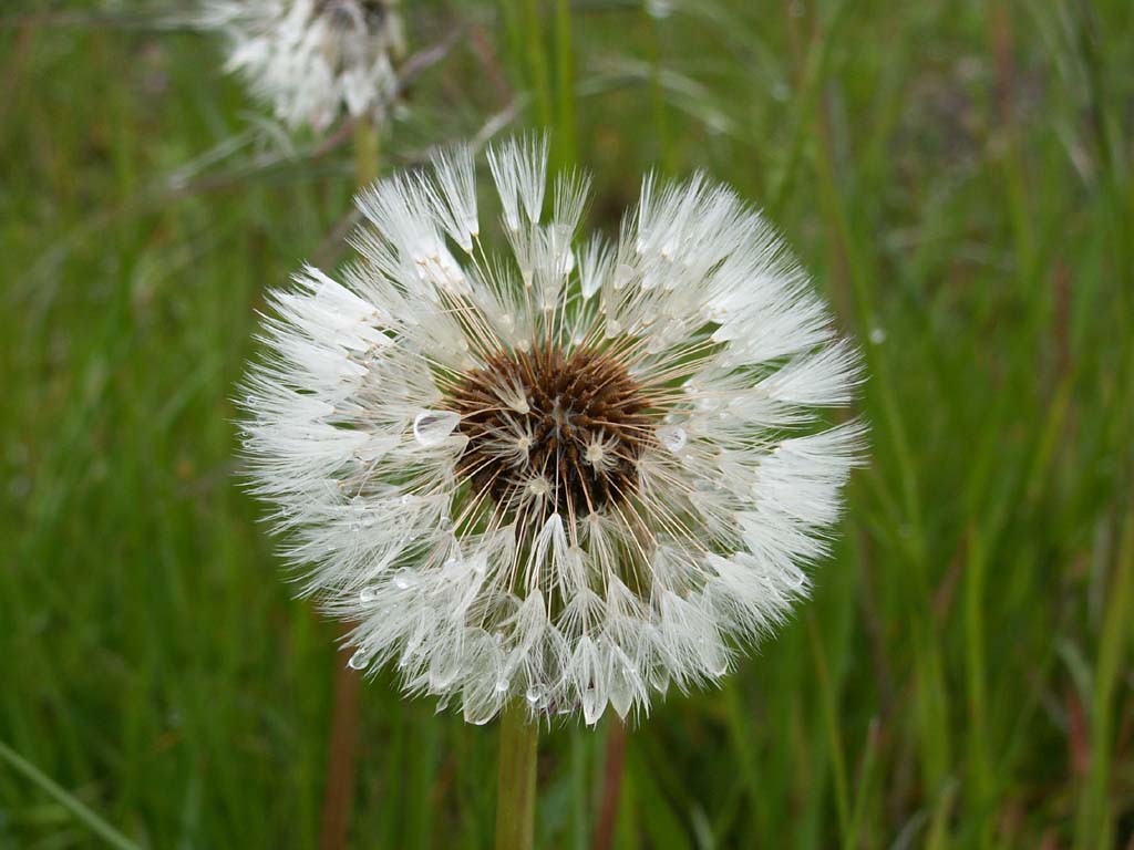 Wallpapers Nature Flowers 