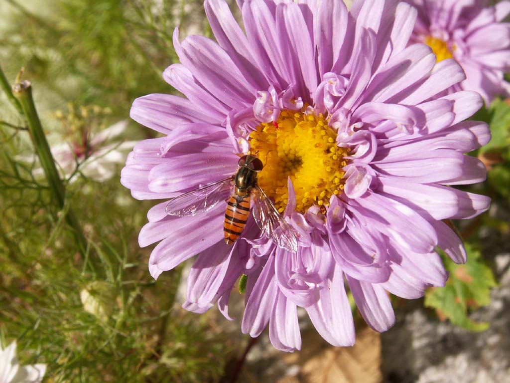 Fonds d'cran Nature Fleurs 