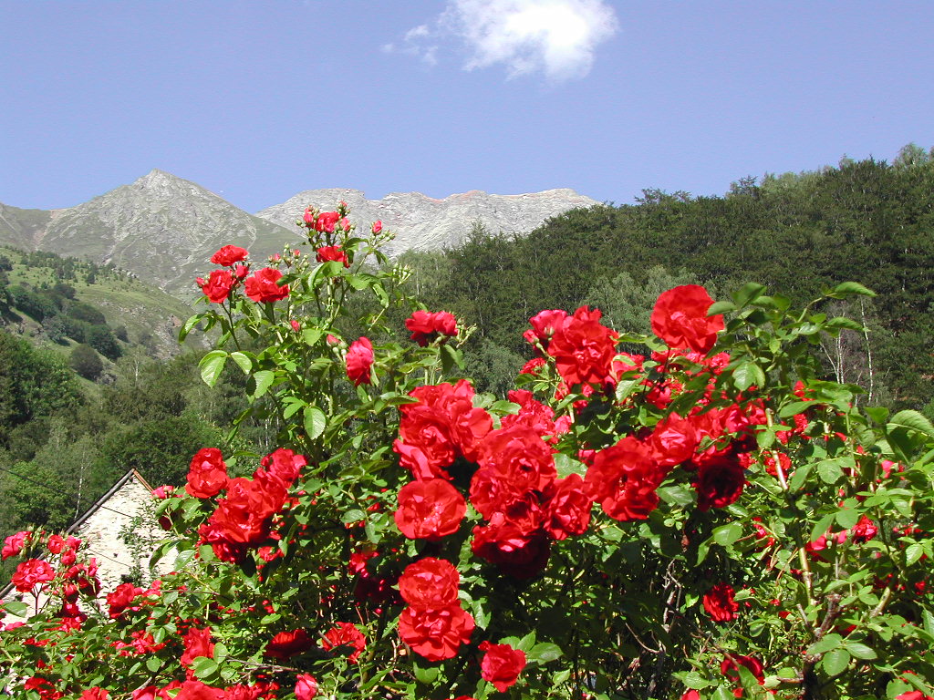 Fonds d'cran Nature Fleurs Roses et montagne