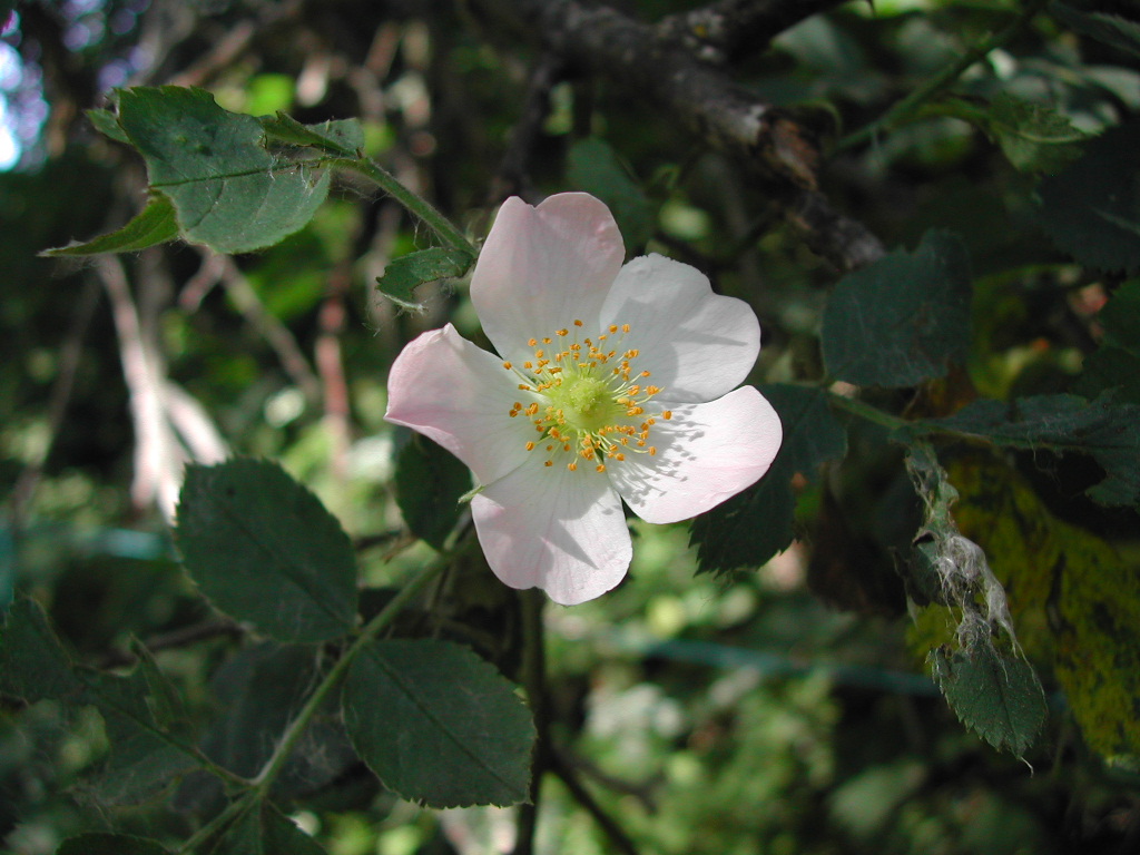 Fonds d'cran Nature Fleurs Fleur