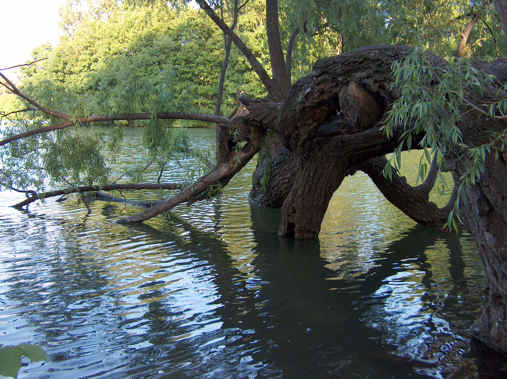 Fonds d'cran Nature Arbres - Forts Un arbre plongeant dans le lac